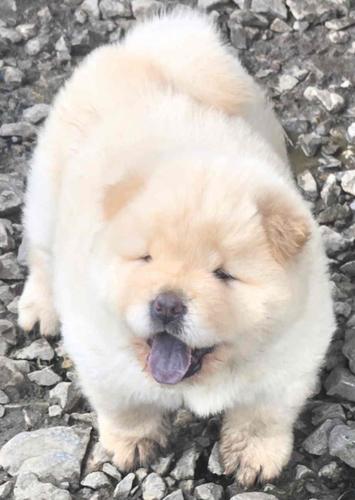 Chow chow prelepi krem stenci