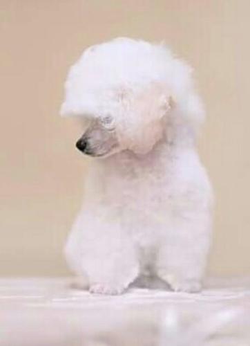 TOY pudla musko stene