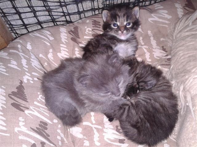 Maine coon i sibirka