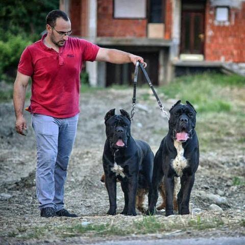 Cane Corso 