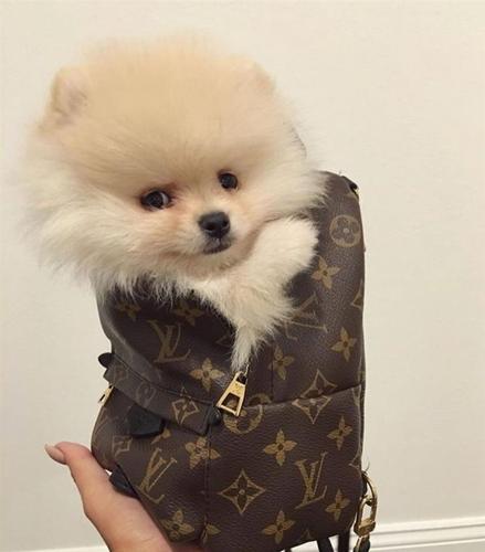 POMERANIAN BOO 