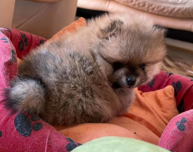 Pomeranac Boo 