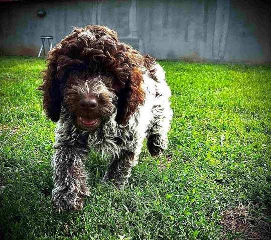 Lagotto Romagnolo štenci
