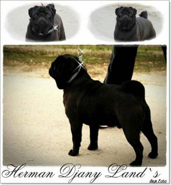 Mops-muzijak-slobodan-za-parenje