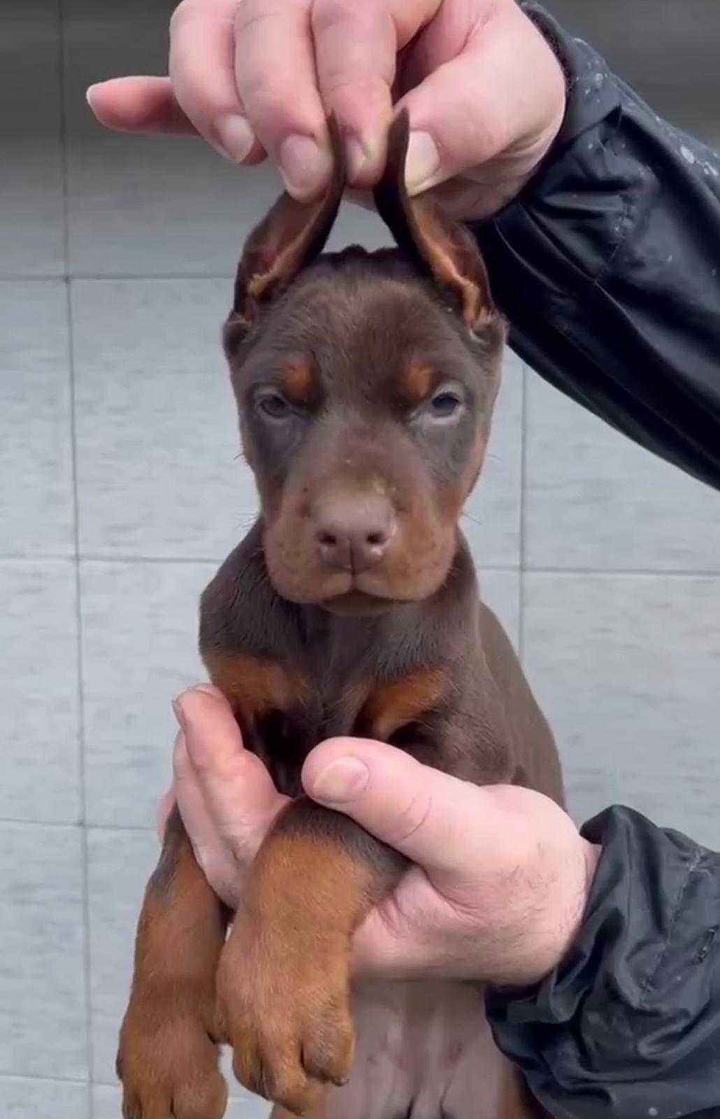 Doberman-štenci