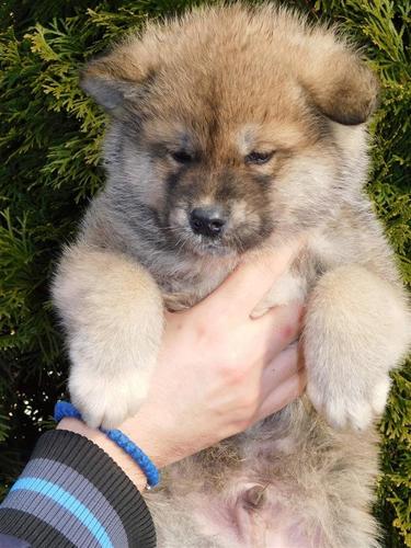 Japanska akita štenci