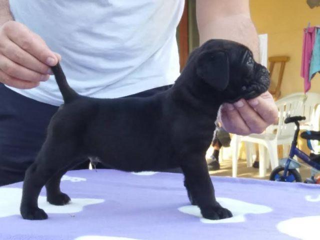 Cane Corso, prelepi štenci 