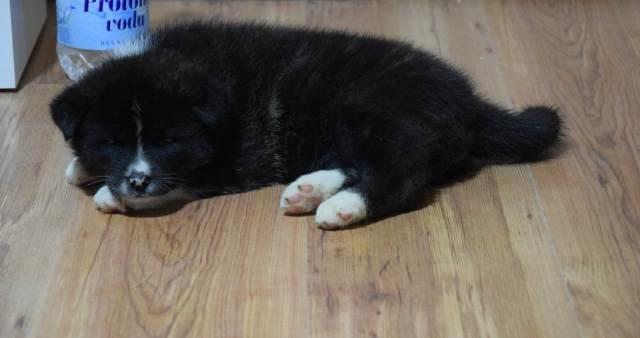 Akita-inu--štenci