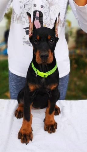 Doberman štenci