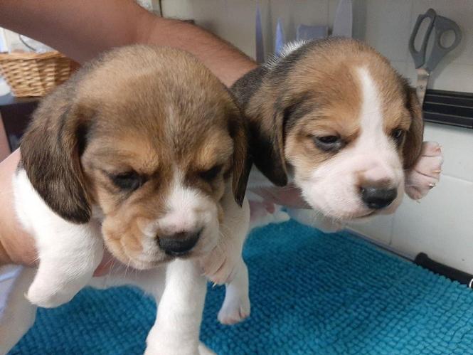 Dostupni štenad Beagle