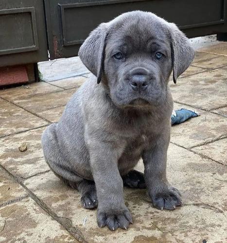 Štenci pasmine cane corso