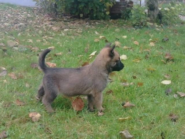 Belgijski ovčar - Malinoa, štenci