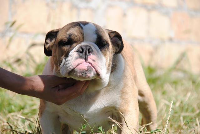 Engleski buldog  štenad