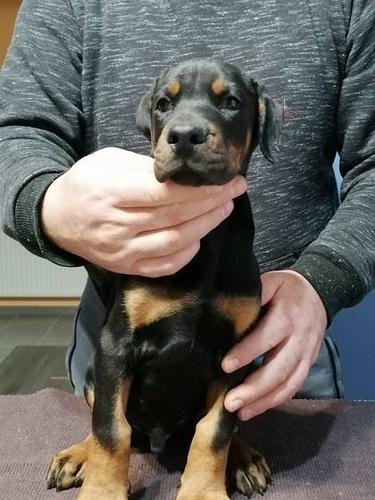 Doberman stenci