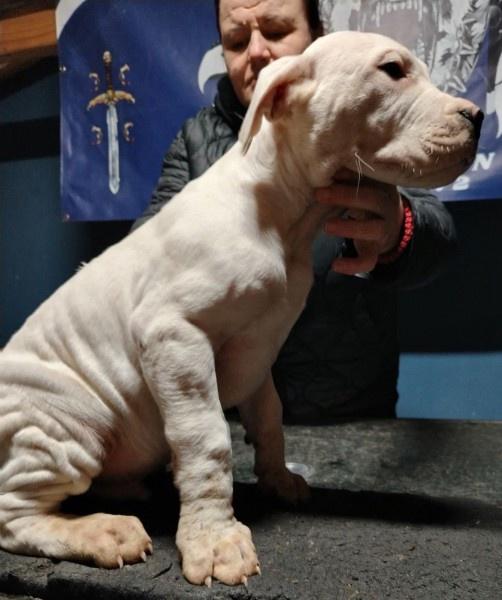 Dogo-Argentino-štenci