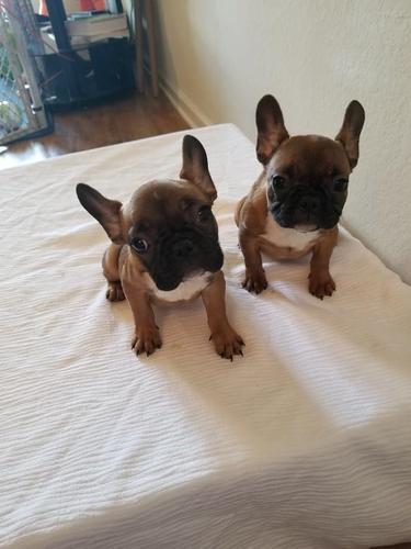 Francuski buldog