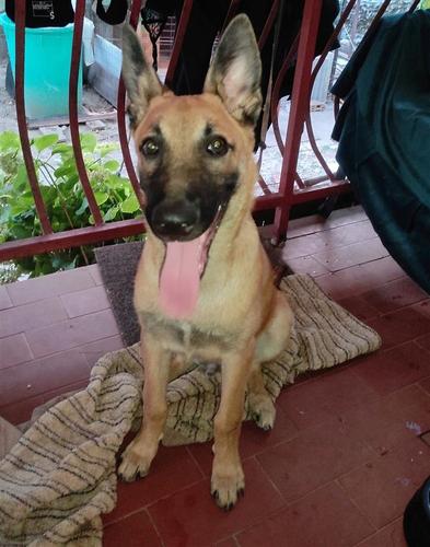 Prodajem muzjaka malinoe