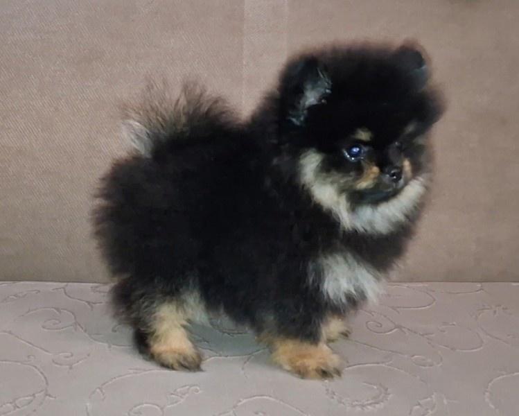 Pomeranac-muzjak