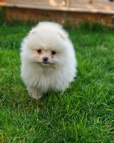Pomeranski spic