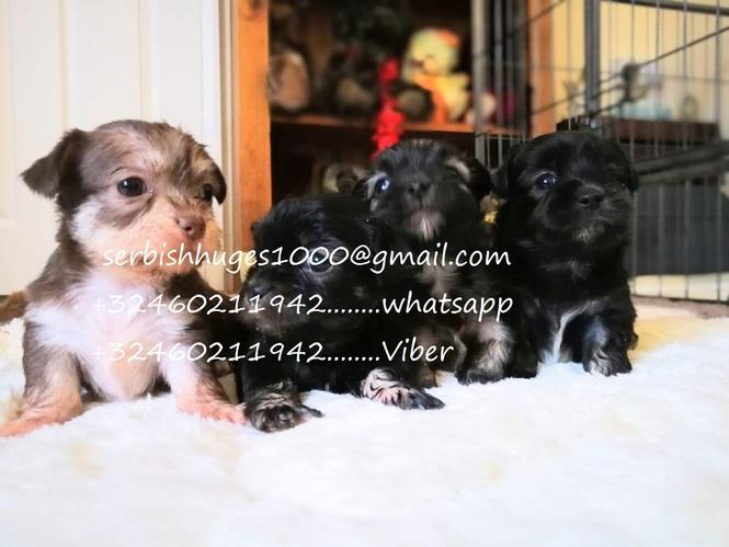 Kc Reg Maltese Girl Pup potpuno vakcinisana