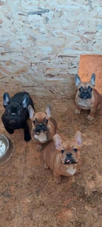 Francuski-Buldog--prelepi-štenci