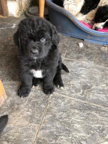 Black Newfoundland Puppies 
