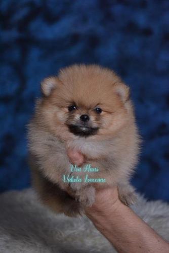 Pomeranac, Pomeranski špic-Boo štenci