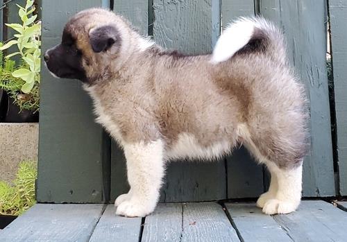 Cuccioli-di-Akita