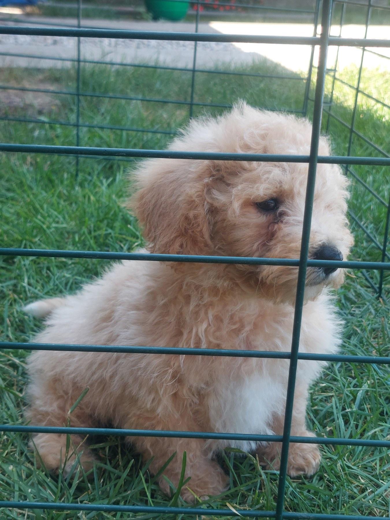 Cockapoo-štenci