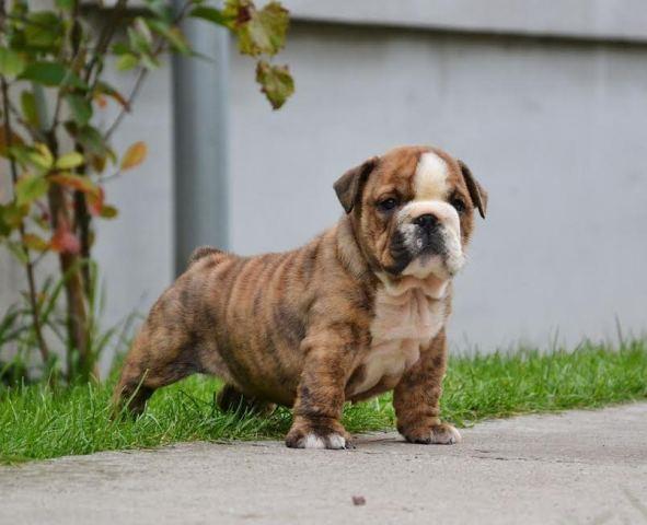 Engleski-Buldog