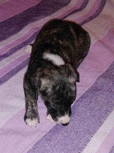 WHIPPET mali engleski HRT stenci