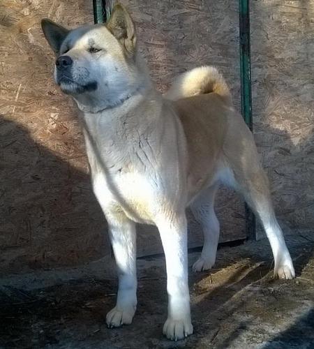 Americka akita, zrela zenka