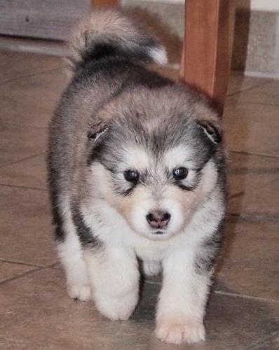 Alaskan malamute štenad