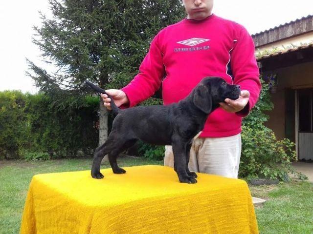Cane Corso - POVOLJNO