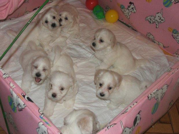 COTTON de TULEAR stenci