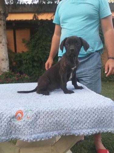Cane corso štenci