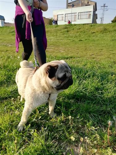 mops