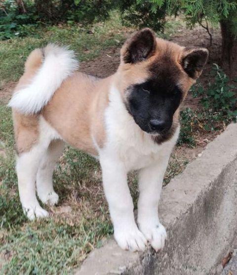 Američka-Akita--muško-štene