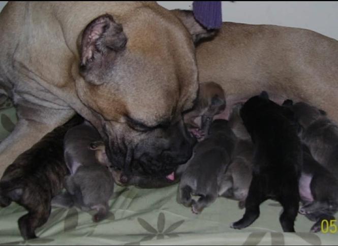 cane corso stenci