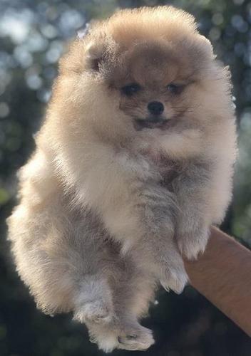 Pomeranci, Pomeranian