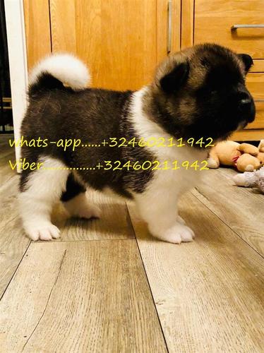 akita pups za prodaju