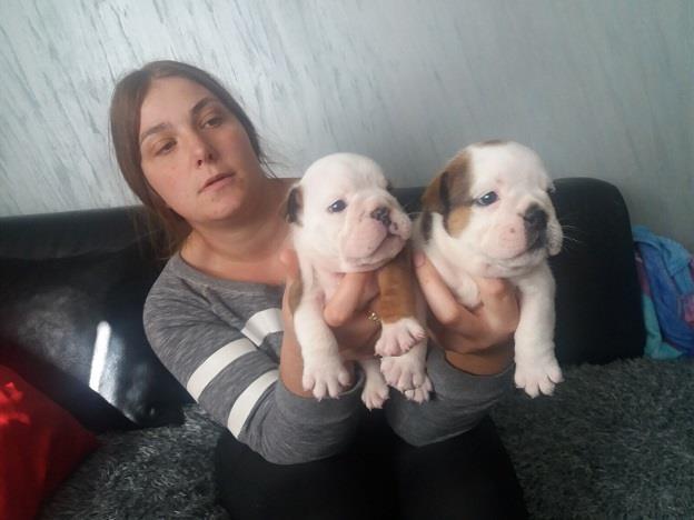 Engleski-buldog-štenci