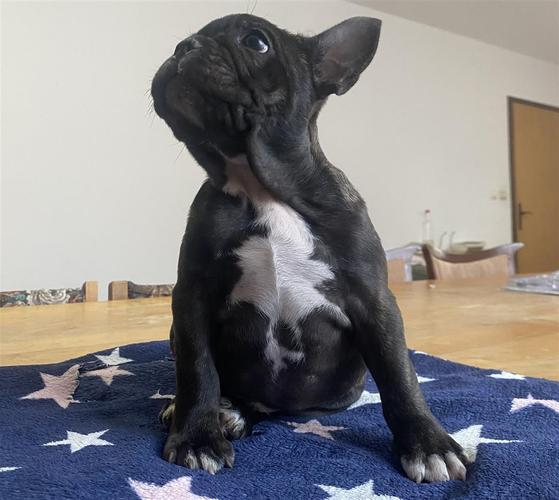 Francuski buldog štene