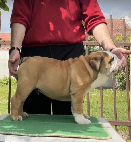 Engleski buldog