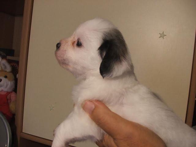 Coton-de-tulear