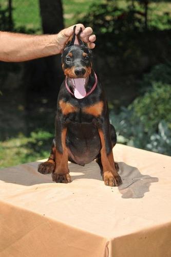 Doberman stenci