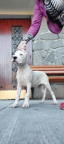 Štenci Dogo Argentino 