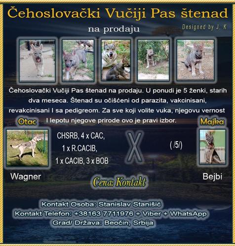 Čehoslovački Vučiji Pas