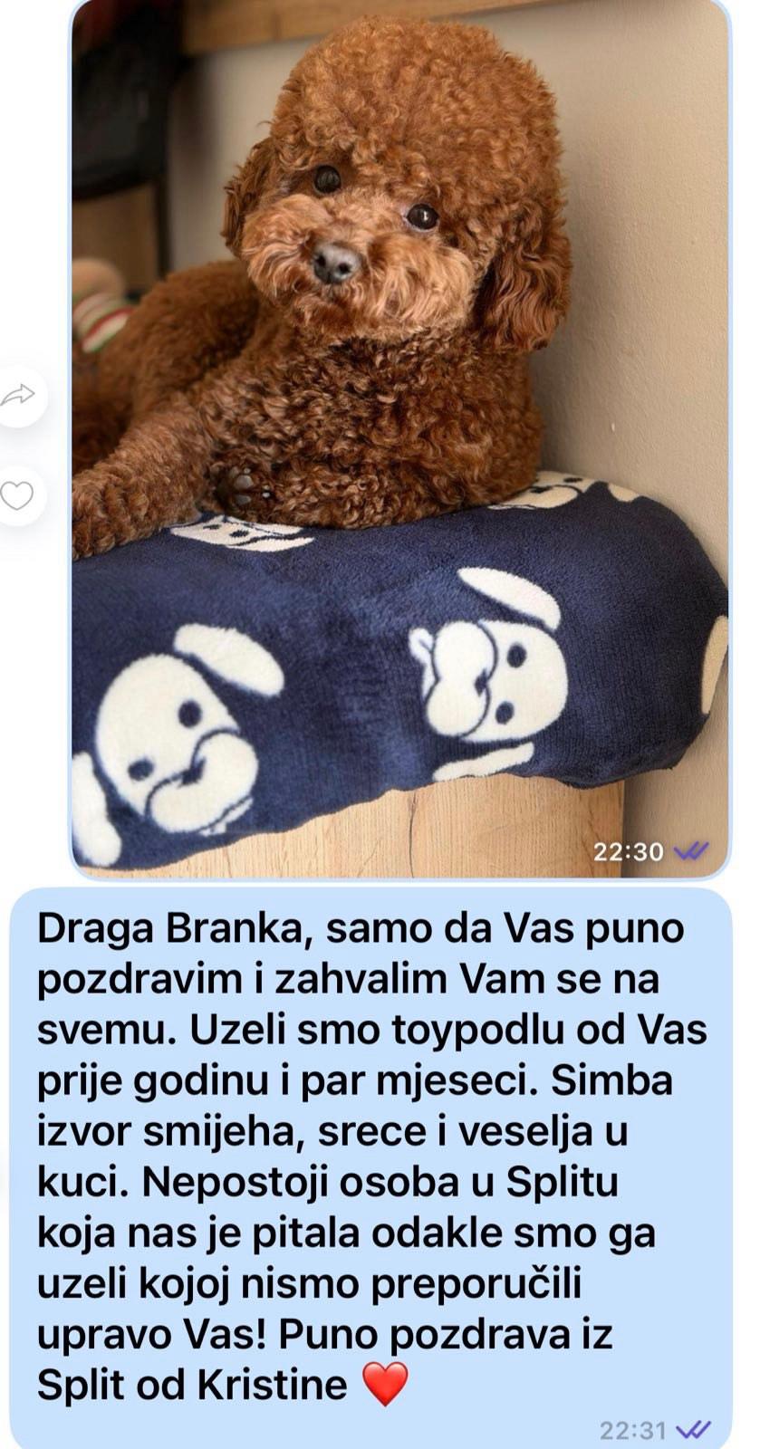 Toy-Pudla-kvalitetni-štenci