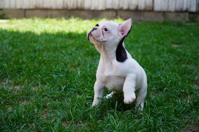 Francuski Buldog